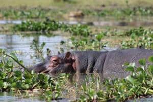 Hippo