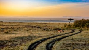 Kenya safari