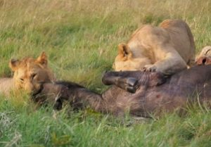 lions feasting