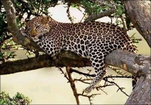 Leopard