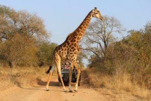 Nairobi National Park