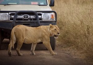 Lion