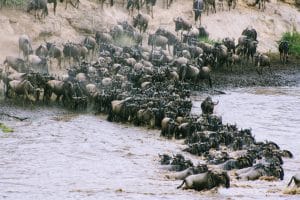 wildebeest migration
