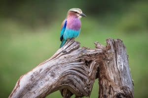 Bird