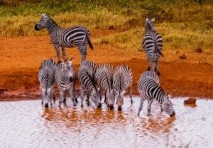 Zebra