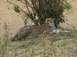 Cheetah