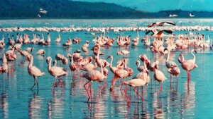 Flamingoes in Lake Nakuru