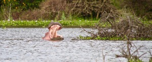 Hippo