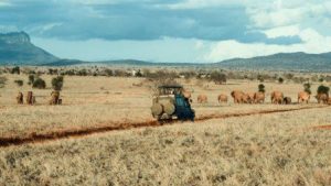 safari vehicle