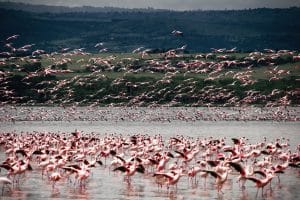 Lake Nakuru