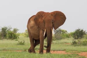 Elephant