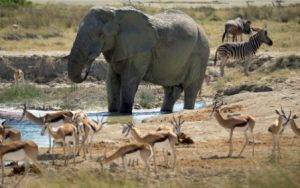 Kenya wildlife