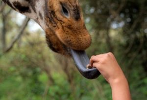 giraffe center
