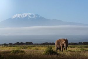 Elephant with mount Kenya