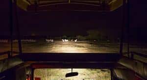 Night game drive