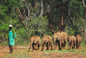 baby elephants