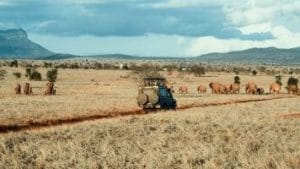 KENYA SAFARI TOUR