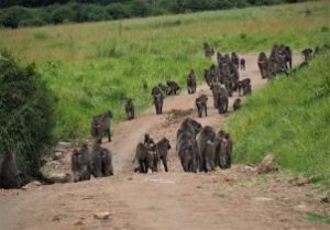 baboon