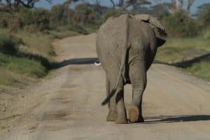 Elephant