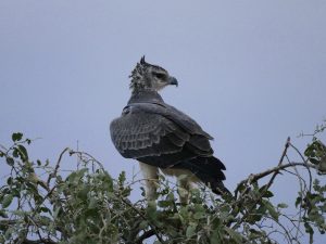 martial eagle