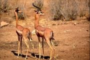Gerenuk