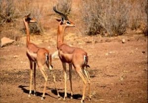 Gerenuk