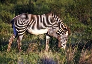 Grevy's Zebra