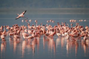 FLAMINGO