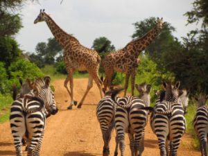 Giraffes and Zebra