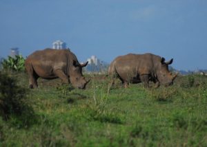 ½ DAY NAIROBI NATIONAL PARK TOUR