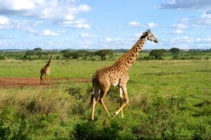 Giraffe Amboseli