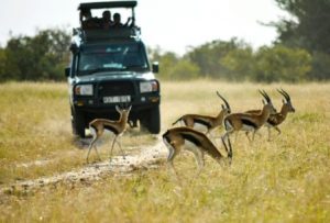 Kenya safari