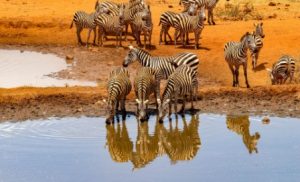 Zebra Amboseli