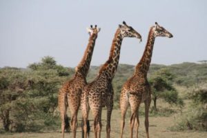 15 DAYS KENYA TANZANIA ZANZIBAR SAFARI
