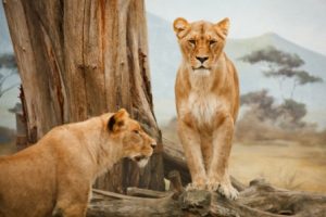 Lionesses