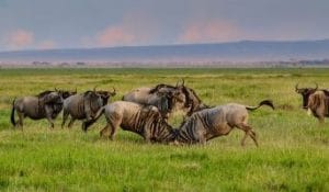 7-ДНЕВНОЕ САФАРИ, ПОСВЯЩЕННОЕ МИГРАЦИИ ДИКИХ АНТИЛОП
