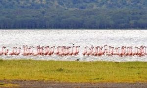 3-DAYS LAKE NAKURU BIRD-WATCHING SAFARI