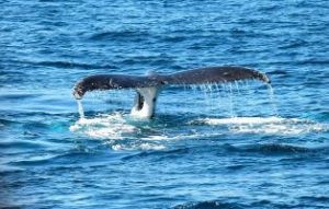 Humpback whale
