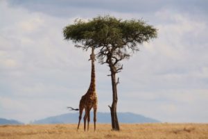 Girafe - Kichaka Tours et voyages 10 JOURS DE SAFARI DANS LA BROUSSE ET SUR LA PLAGE