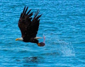 Fish Eagle