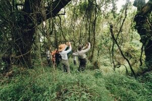 Gorilla tracking