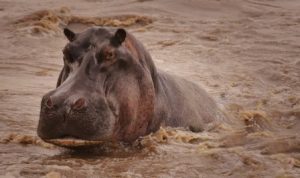 Hippo