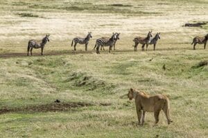 Lion on a hunt
