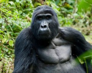 Mountain gorilla