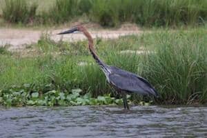 African darter
