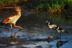 Nairobi National park