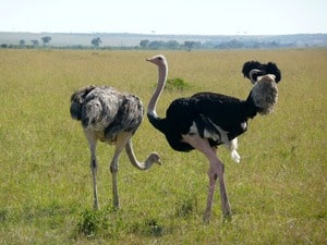 ostrich-g83251b319_1920 | Kichaka Tours and Travel 雌雄鸵鸟