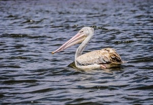 Pelican