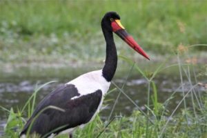 saddle billed stork