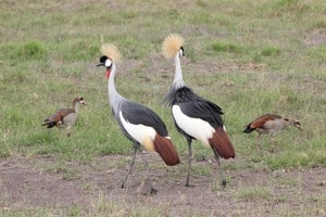 Cranes